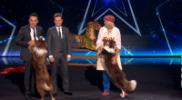 Jules O’Dwyer with her two dogs Matisse and best friend Chase dance routine impressed on the second semi final of Britain’s Got Talent 2015.