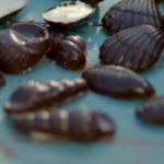 Kitty Hope and Mark Greenwood salted seashell caramels recipe Sweets Made Simple