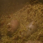 Antonio Carluccio sausages with lentils recipe on Saturday Kitchen
